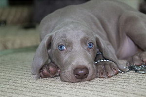 威瑪獵犬怎么驅蟲 威瑪獵犬驅蟲方法