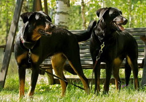 法國(guó)狼犬感冒怎么治療 法國(guó)狼犬感冒治療方法