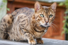 波米拉貓感染性腹瀉如何治 感染性腹瀉治療方法