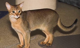 阿比西尼亞貓發(fā)燒如何治療 阿比西尼亞貓發(fā)燒治療方法