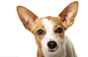 葡萄牙波登可犬腸炎癥狀是什么 腸炎癥狀介紹