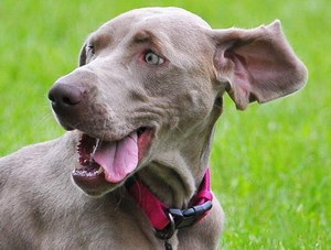 威瑪獵犬有咽炎怎么辦 威瑪獵犬咽炎預(yù)防治療方法