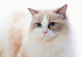 土耳其梵貓腹瀉怎么治療 土耳其梵貓腹瀉治療方法