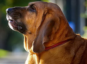 尋血獵犬有耳螨怎么治療 尋血獵犬耳螨治療方法