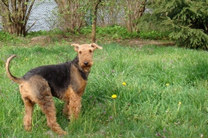 萬(wàn)能梗吐黃水怎么辦 不吃飯吐黃水解決辦法