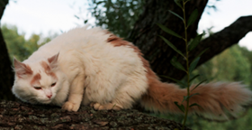 西伯利亞貓得博代氏菌病怎么治療 博代氏菌病治療方法