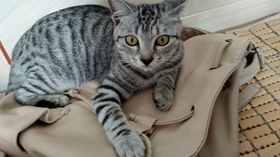 美國短尾貓拉稀吃什么 美國短尾貓拉稀原因