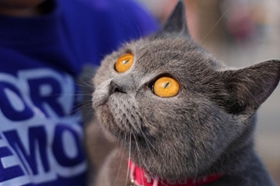 英國短毛貓打噴嚏是什么原因 英短打噴嚏解決方法