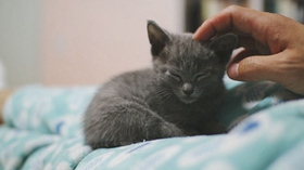 俄羅斯藍貓得皮膚病怎么辦 貓咪皮膚病治療方法