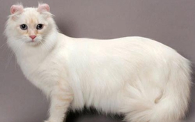 喜馬拉雅貓骨折怎么辦 貓咪骨折緊急處理辦法