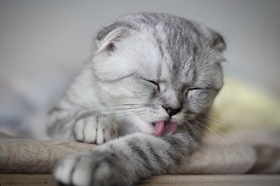 蘇格蘭折耳貓嘔吐怎么回事 折耳貓嘔吐原因分析