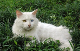 山東獅子貓有血尿是為什么 貓咪有血尿原因介紹