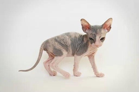 加拿大無(wú)毛貓嘔吐怎么辦 斯芬克斯貓嘔吐原因