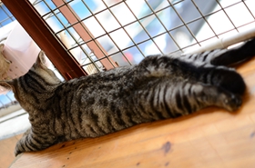 美國短毛貓?jiān)趺粗委熦埼?美短貓瘟治療方法