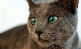 怎么判斷藍(lán)貓是否得氣胸 俄羅斯藍(lán)貓氣胸的癥狀