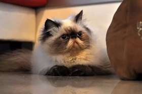 喜馬拉雅貓遺傳疾病有哪些 喜馬拉雅貓遺傳疾病介紹