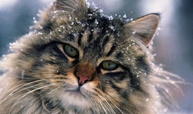 緬因貓拉肚子怎么辦 緬因貓拉肚子原因介紹