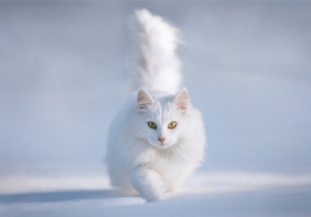 安哥拉貓睡覺(jué)抽搐怎么辦 貓咪睡覺(jué)抽搐解決辦法