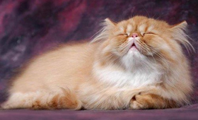 喜馬拉雅貓得了皮膚病怎么辦 貓咪皮膚病預(yù)防方法