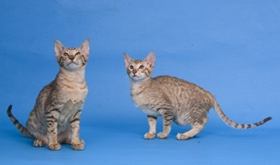 東方短毛貓如何防治貓弓形蟲(chóng)病