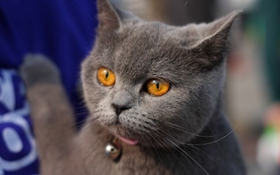 英國(guó)短毛貓生病怎么辦 英短常見(jiàn)疾病介紹