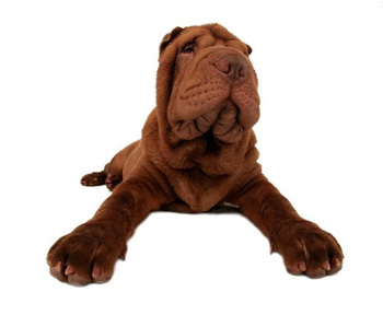 中國(guó)沙皮犬