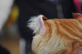 美國卷耳貓有遺傳病嗎 卷耳貓基因突變健康嗎