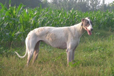 中國(guó)細(xì)犬