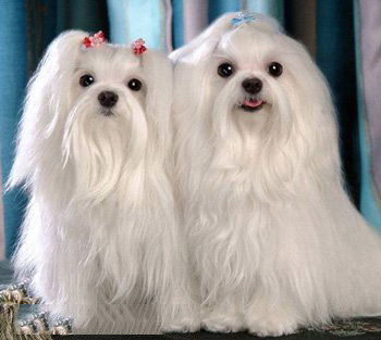 馬爾濟(jì)斯犬