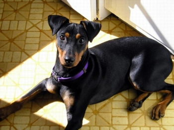 德國(guó)賓莎犬