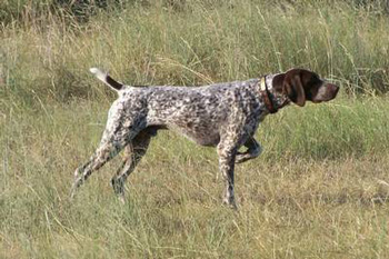 德國(guó)短毛波音達(dá)