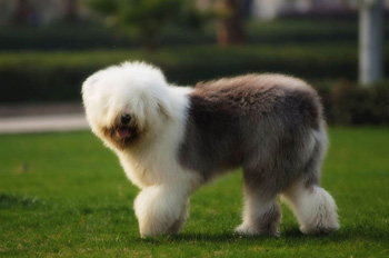 英國古代牧羊犬