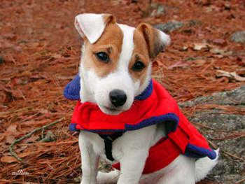 帕爾森羅塞爾梗