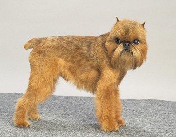 布魯塞爾格里芬犬