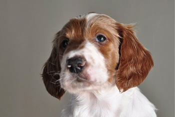 愛(ài)爾蘭紅白雪達(dá)犬