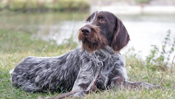 剛毛指示格里芬犬