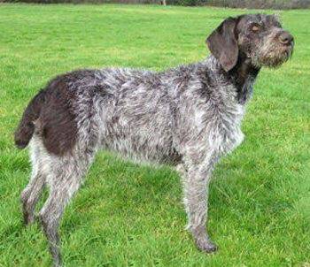 德國硬毛波音達(dá)