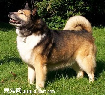冰島牧羊犬