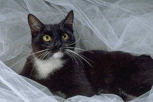 被小貓抓傷出血怎么辦