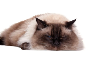 布偶貓發(fā)情癥狀有哪些