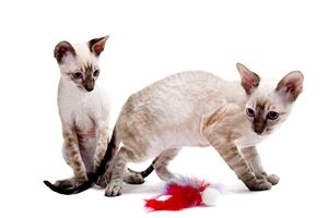 小貓受到驚嚇會怎么樣