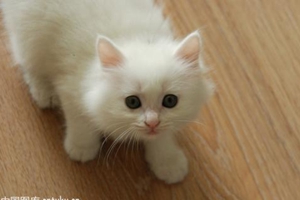 如何使貓咪放松