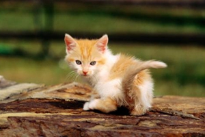 七個月小貓發(fā)情怎么辦