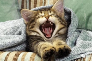 貓狂犬病癥狀有哪些