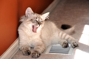 怎么讓貓咪吃藥