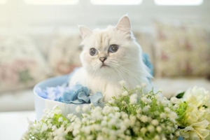 給兩個(gè)月的小貓吃什么