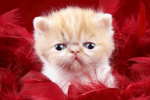 貓咪要如何護理