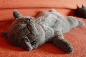 生產(chǎn)完的貓貓要吃什么