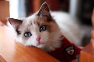 布偶貓發(fā)情怎么辦