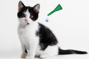 貓咪驅(qū)蟲要注意什么